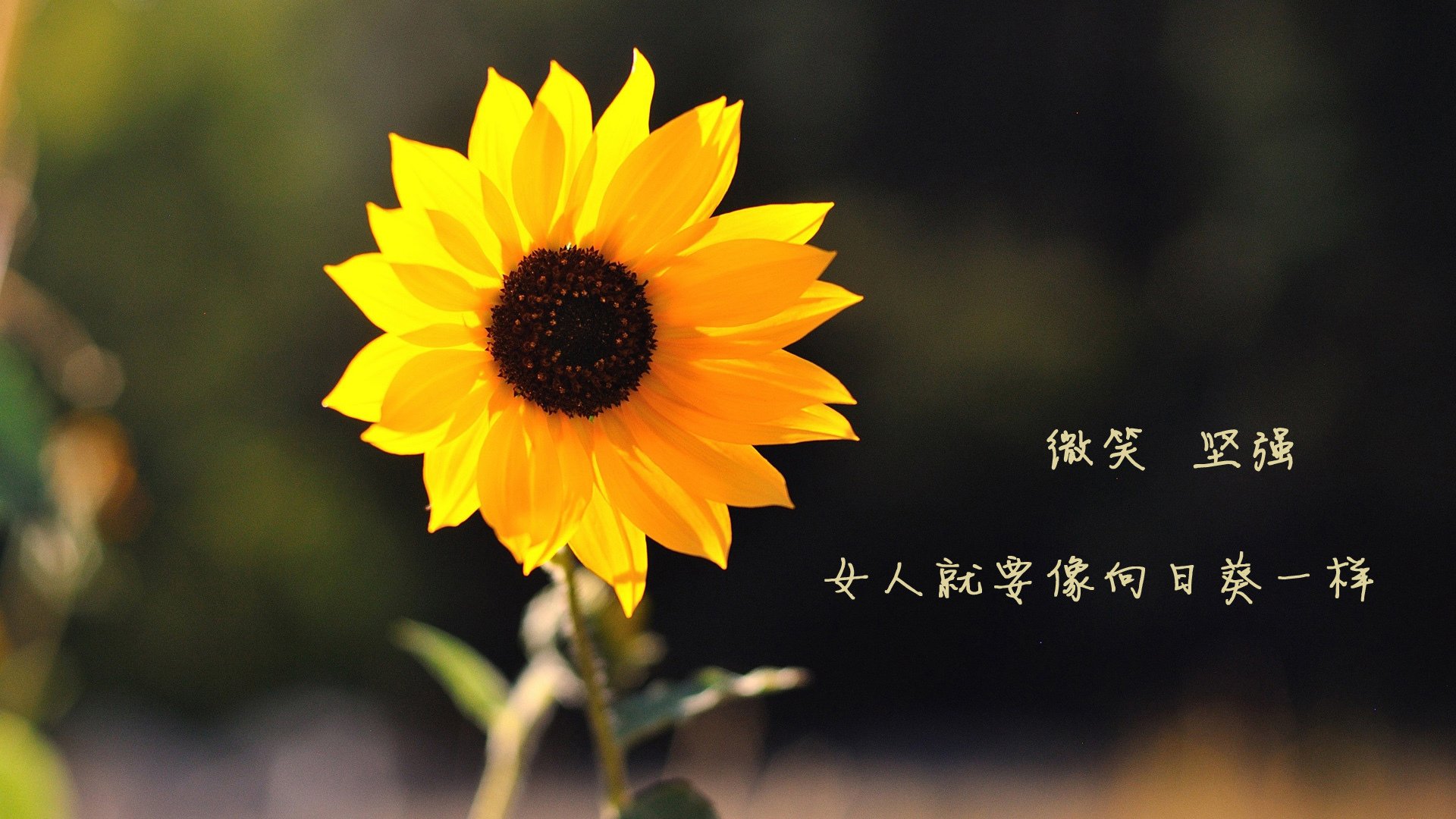 谁能在欧洲足球大舞台上书写传奇，成为众人瞩目的焦点？，欧洲足球俱乐部的比赛叫啥