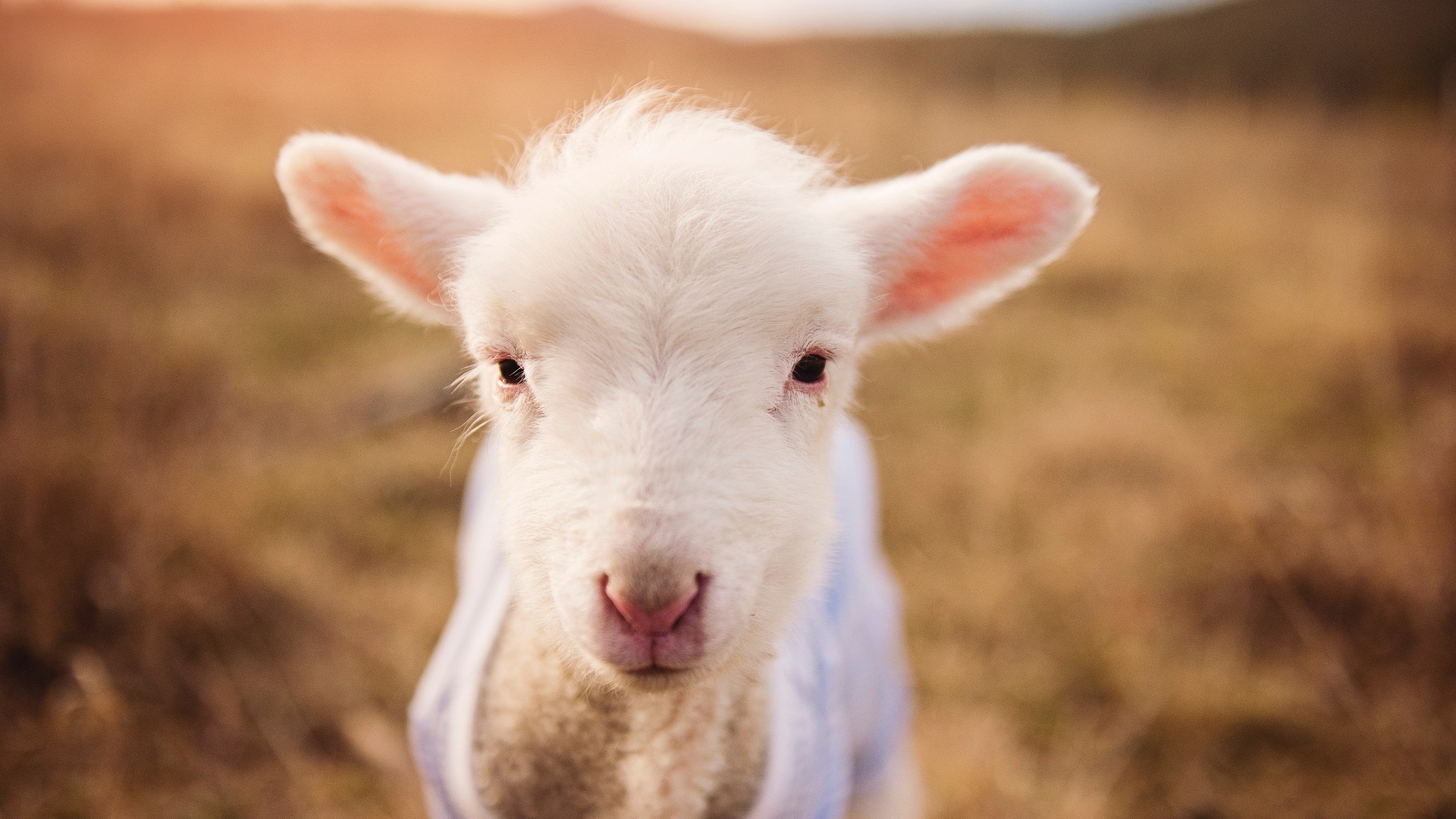 广东队利用错位制造机会频繁得分，广东队位置