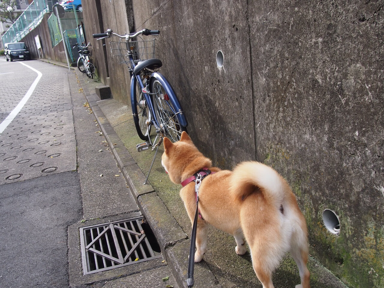 女子足球发展基金设立专项计划支持职业路径建设，女子足球训练营