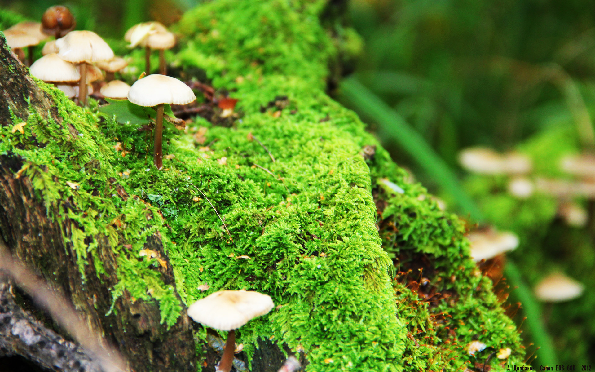 澳大利亚袋鼠队的高位防守体系，打造比赛主动权，袋鼠袭击澳大利亚