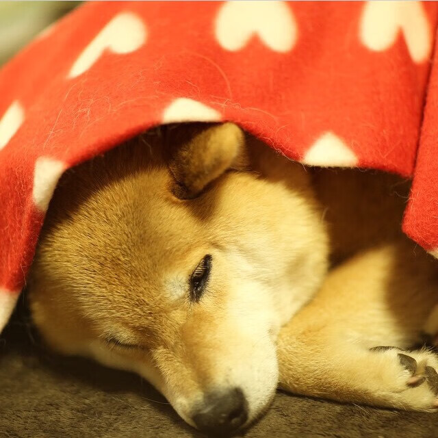 英超大结局：悬念迭起的最终争夺，英超有多激烈