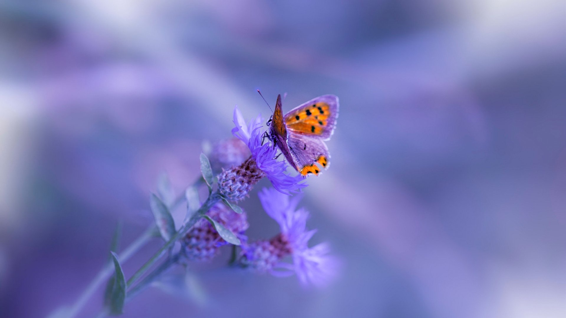 达米恩·麦肯齐：从年轻潜力股到全黑队核心球员，成长过程令人惊艳