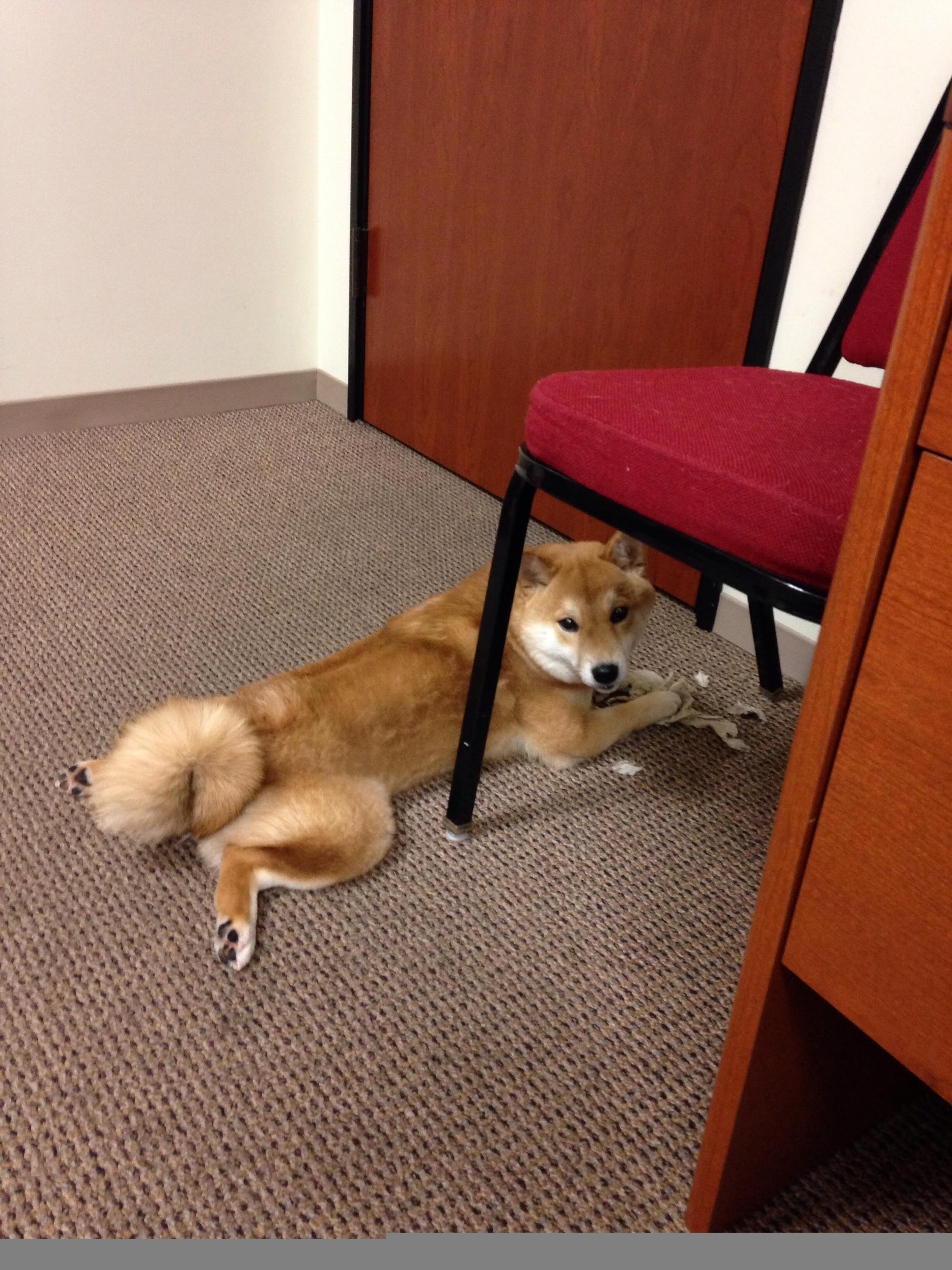 马尔代夫男篮在亚洲预赛中拼搏，期待历史性突破，马尔代夫篮球国家队